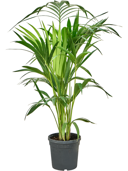 Кентия Howea Форстериана  H105×W50 D19×18 см 