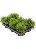 Рипсалис Mix 6/tray  H20×W15 D11×9 см 