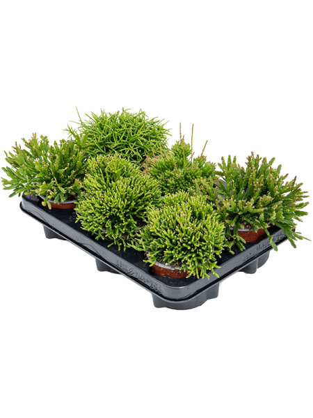 Рипсалис Mix 6/tray  H20×W15 D11×9 см 