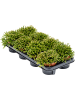 Рипсалис Бурчеллии 6/tray  H15×W15 D11×11 см 