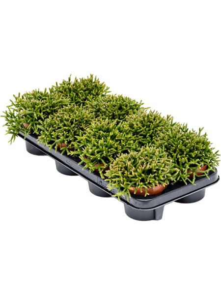 Рипсалис Бурчеллии 6/tray  H15×W15 D11×11 см 