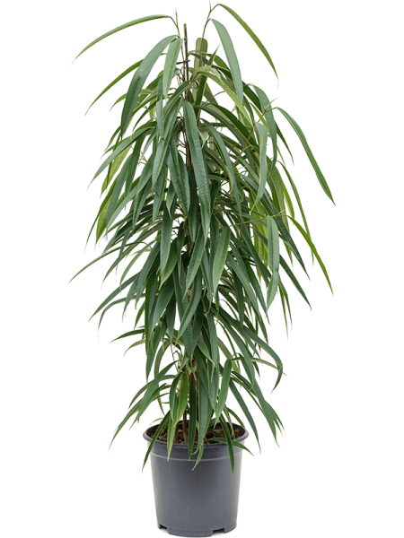 Фикус Биннендейка 'Alii'  H100×W40 D21×19 см 