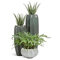 TREEZ Effectory - Aura TREEZ Effectory - Aura