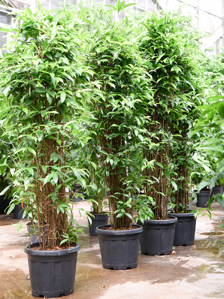 Драцена Surculosa 200-250  H225×W70 D40×32 см 