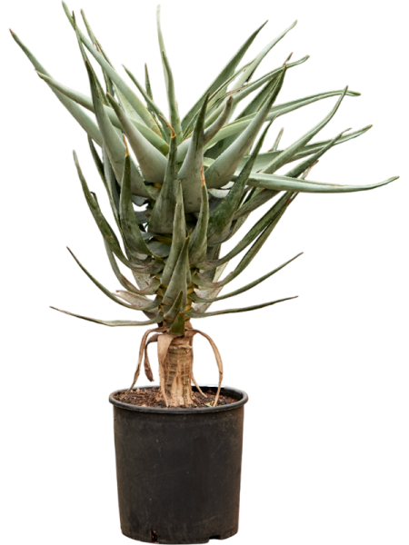 Алоэ Dichotoma 100-120  H110×W70 D30×28 см 