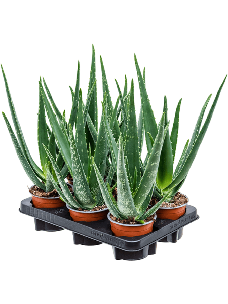 Алоэ Барбаденсис Vera 6/tray  H35×W20 D12×9 см 