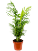 Хамедорея Elegans 6/tray  H55×W30 D17×14 см 