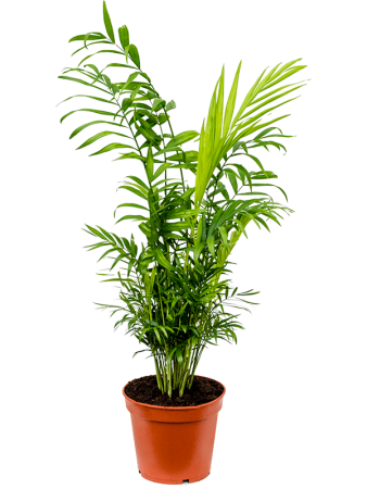 Хамедорея Elegans 6/tray  H55×W30 D17×14 см 