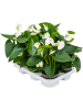 Антуриум Андрея 'Sierra White' 6/tray  H40×W30 D12×10 см 
