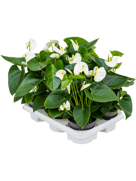 Антуриум Андрея 'Sierra White' 6/tray  H40×W30 D12×10 см 