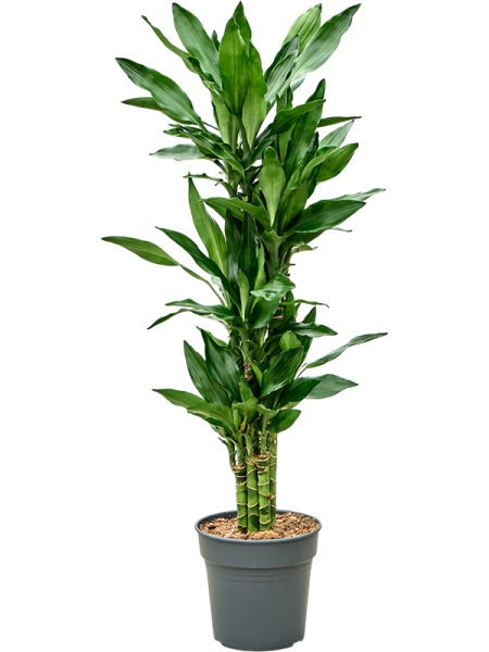 Драцена Fragrans 'Burundii'  H100×W50 D21×20 см 