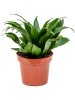 Драцена Fragrans 'Compacta' 6/tray  H25×W15 D12×10 см 