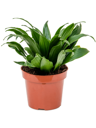 Драцена Fragrans 'Compacta' 6/tray  H25×W15 D12×10 см 