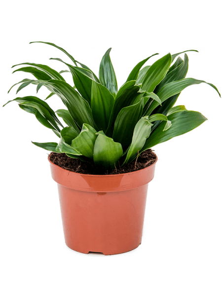 Драцена Fragrans 'Compacta' 6/tray  H25×W15 D12×10 см 