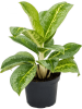 Аглаонема 'Lemon Mint' 6/tray  H35×W25 D12×9 см 