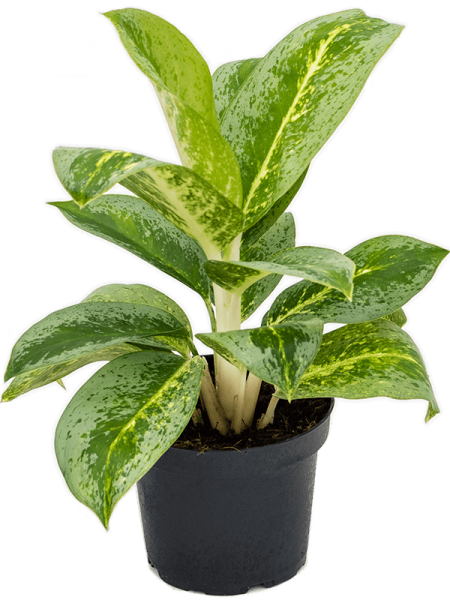 Аглаонема 'Lemon Mint' 6/tray  H35×W25 D12×9 см 