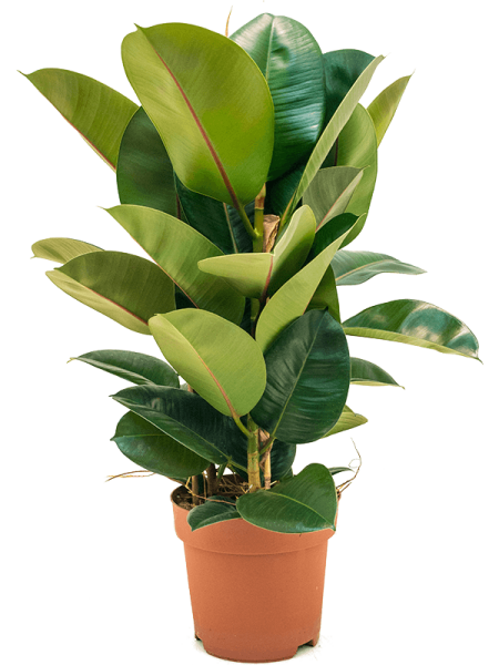 Фикус Elastica 'Robusta'  H80×W45 D24×21 см 