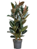 Фикус Elastica 'Abidjan'  H130×W70 D30×27 см 