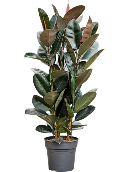 Фикус Elastica 'Abidjan'  H130×W70 D30×27 см 