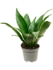 Драцена Fragrans 'Janet Craig' 12/tray  H12×W12 D6×5 см 