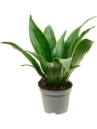 Драцена Fragrans 'Janet Craig' 12/tray  H12×W12 D6×5 см 