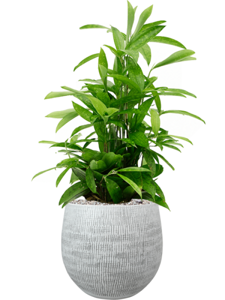 Драцена Surculosa  H60×W35 D19×21 см 
