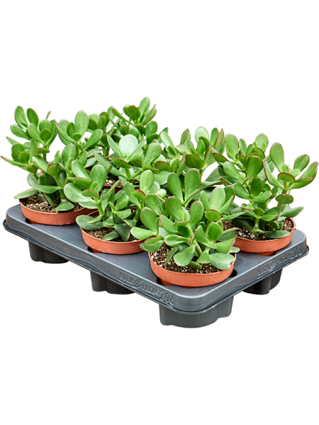 Крассула Яйцевидный 6/tray  H20×W15 D12×11 см 