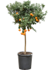 Цитрус Оранжевый 'Chinotto'  H160×W60 D38×37 см 