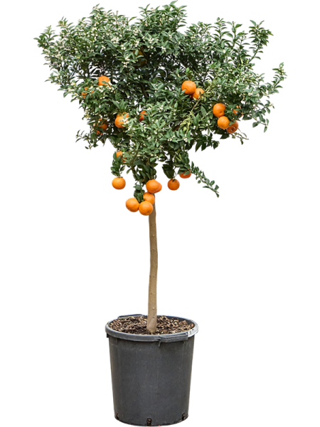 Цитрус Оранжевый 'Chinotto'  H160×W60 D38×37 см 