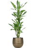 Драцена Fragrans 'Burundii'  H100×W50 D21×20 см 