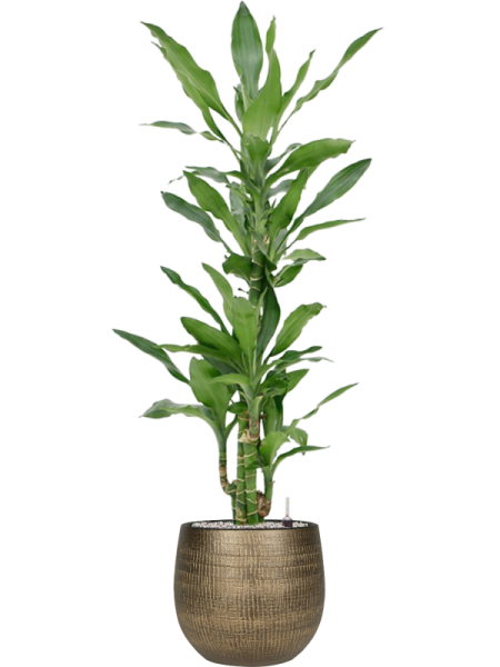 Драцена Fragrans 'Burundii'  H100×W50 D21×20 см 