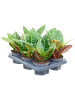 Кротон Пёстролистный Кодиеум 'Petra' 6/tray  H25×W25 D12×11 см 