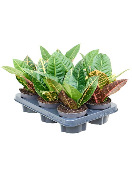 Кротон Пёстролистный Кодиеум 'Petra' 6/tray  H25×W25 D12×11 см 
