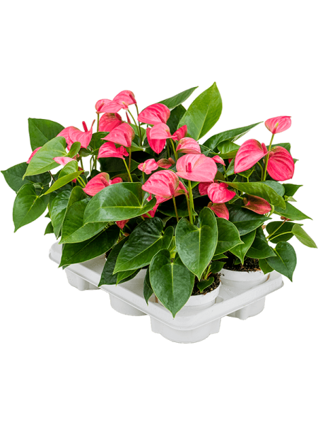 Антуриум Андрея 'Pink Champion' 6/tray  H40×W30 D12×10 см 