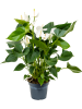 Антуриум Андрея 'Sierra White' 4/tray  H65×W35 D17×14 см 