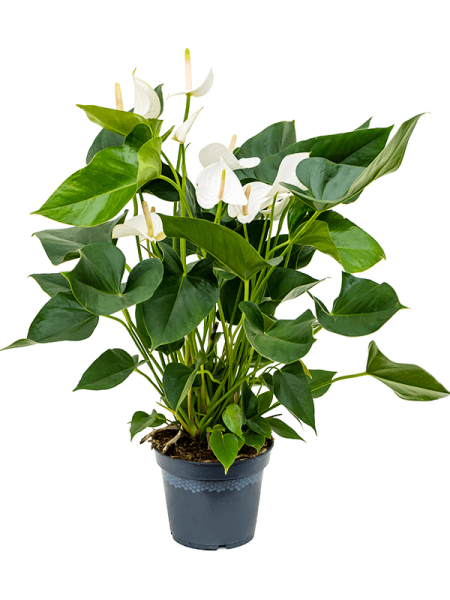 Антуриум Андрея 'Sierra White' 4/tray  H65×W35 D17×14 см 