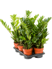 Замиокулькас Замиевиднолистный 6/tray  H65×W30 D17×16 см 