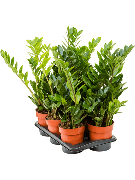 Замиокулькас Замиевиднолистный 6/tray  H65×W30 D17×16 см 