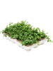 Фикус Pumila repens Грин ' Sunny' 12/tray  H15×W15 D9×7 см 