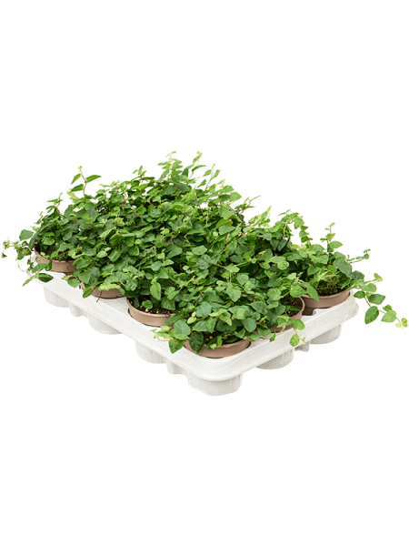 Фикус Pumila repens Грин ' Sunny' 12/tray  H15×W15 D9×7 см 