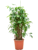 Драцена Surculosa 90-120  H90×W50 D24×23 см 