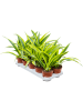 Драцена Fragrans 'Lemon Lime' 10/tray  H27×W25 D12×10 см 