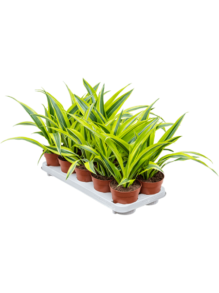 Драцена Fragrans 'Lemon Lime' 10/tray  H27×W25 D12×10 см 