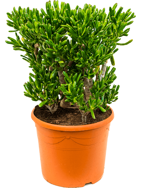 Крассула Яйцевидный 'Horntree'  H80×W45 D35×29 см 