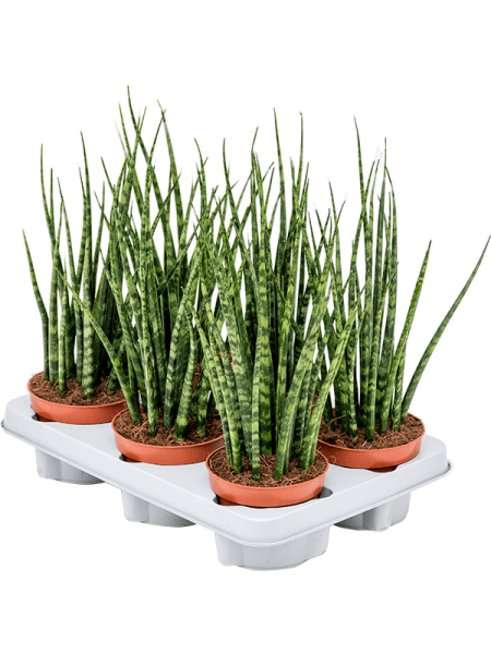 Сансевиерия Cylindrica 'Fernwood Mikado' 6/tray  H40×W20 D12×9 см 