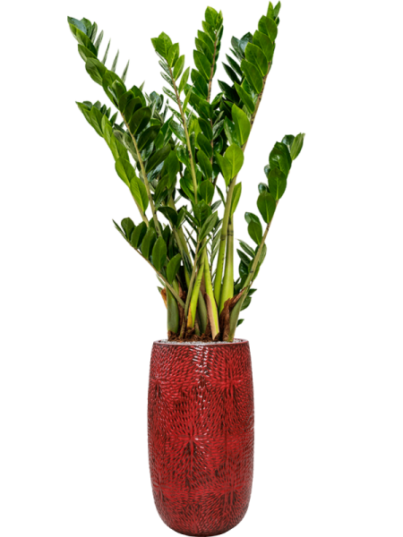 Замиокулькас Замиевиднолистный  H80×W45 D21×19 см 