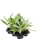 Аглаонема 'Matcha Lemon' 6/tray  H35×W30 D12×9 см 
