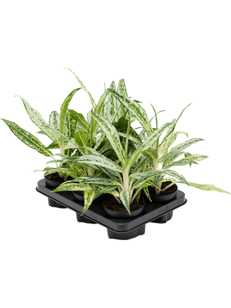 Аглаонема 'Matcha Lemon' 6/tray  H35×W30 D12×9 см 