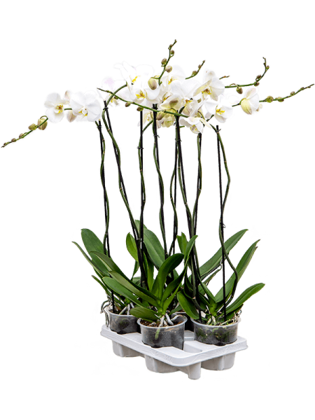 Фаленопсис 'Tsarine' 4/tray  H100×W25 D15×13 см 