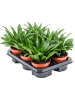 Драцена Fragrans 'Compacta' 6/tray  H25×W15 D12×10 см 